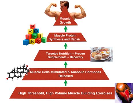 muscle test impact nutrition|nutrients needed for muscle growth.